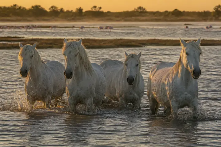 Chevaux blancs dans un marais de Camargue au crépuscule, avec des flamants roses au loin.